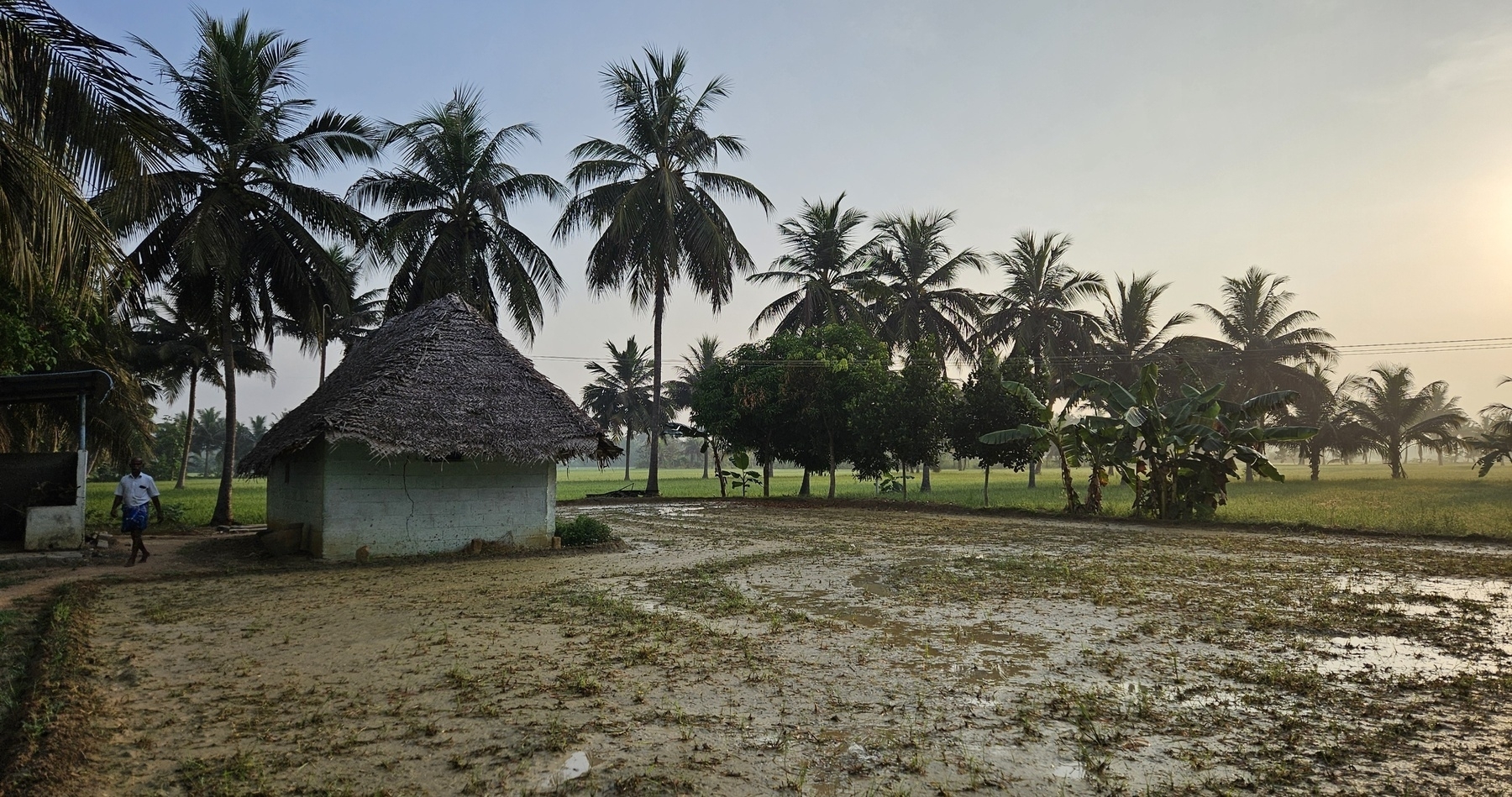 A small thatched-roof hut is surrounded by coconut trees and a muddy field, with the sun setting in the background.